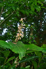 Alpinia formosana