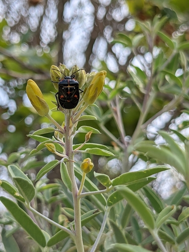 iNaturalist observation photo of Harlequin Bug