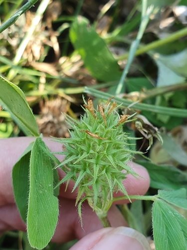 Trifolium squarrosum, photograph 6