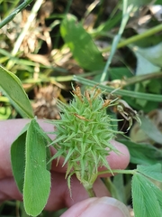 Trifolium squarrosum, photograph (c) Mehdi Chetibi, some rights reserved (CC BY)