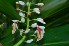 Alpinia formosana