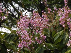 Lagerstroemia floribunda