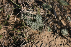 Eriospermum dregei