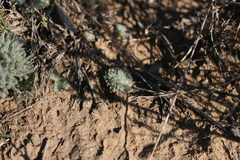 Eriospermum dregei