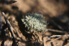 Eriospermum dregei