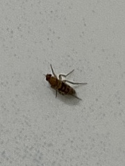 Phoridae