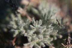 Eriospermum dregei