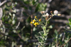 Senecio hirtifolius