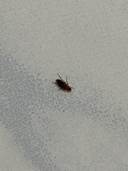 Phoridae