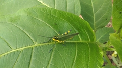 Chromacris psittacus