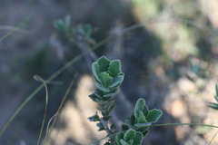 Senecio hirtifolius