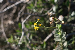 Senecio hirtifolius