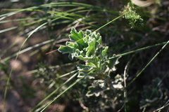 Senecio hirtifolius