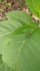 Chromacris psittacus