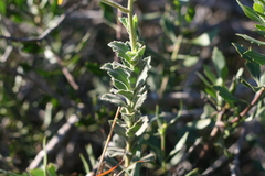 Senecio hirtifolius
