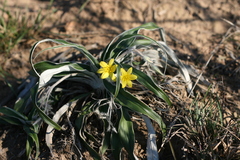 Hypoxis stellipilis