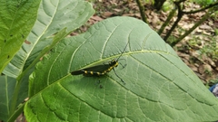 Chromacris psittacus