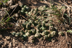 Euphorbia globosa