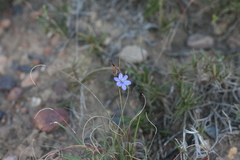 Aristea anceps
