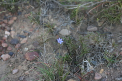 Aristea anceps
