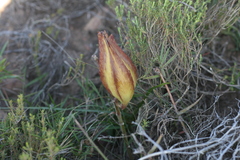 Pachycarpus grandiflorus