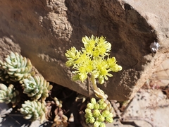 Petrosedum sediforme image