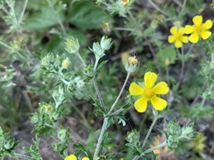 Potentilla intermedia
