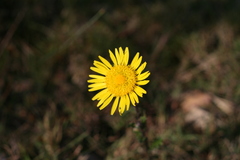 Berkheya decurrens