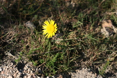 Berkheya decurrens