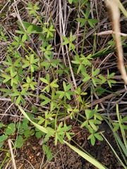 Oxalis livida