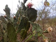 Opuntia cochenillifera