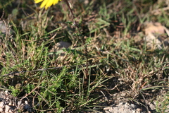 Berkheya decurrens
