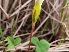Oxalis minuta