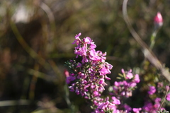Indigofera sulcata
