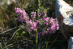 Indigofera sulcata