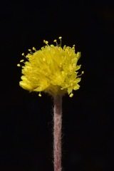 Eriogonum lewisii