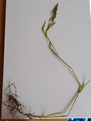 Poa trivialis