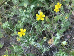 Potentilla intermedia