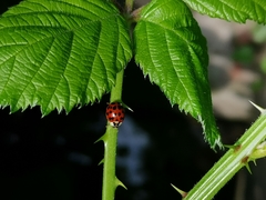 Harmonia axyridis