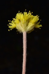 Eriogonum lewisii