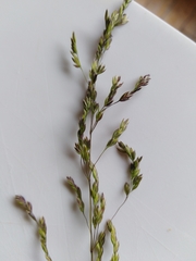 Poa trivialis
