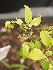 Protonectarina sylveirae