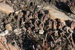 Huernia thuretii