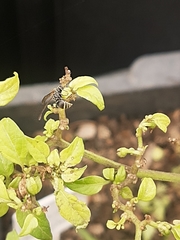 Protonectarina sylveirae