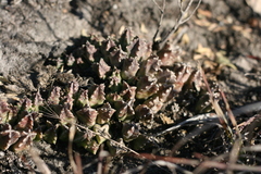 Huernia thuretii