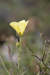 Drosophyllum lusitanicum