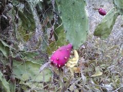 Opuntia cochenillifera