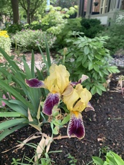 Iris