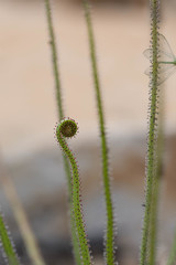 Drosophyllum lusitanicum
