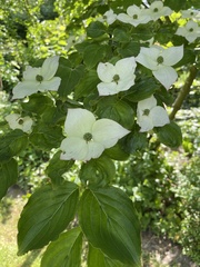 Cornus kousa